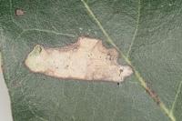 Stigmella suberivora