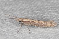 Plutella xylostella