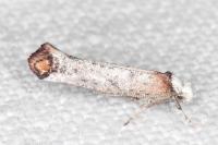 Pseudoswammerdamia combinella