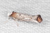 Pseudoswammerdamia combinella