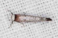 Pseudoswammerdamia combinella