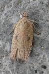 Agonopterix