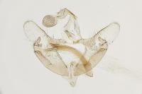 Coleophora halophilella