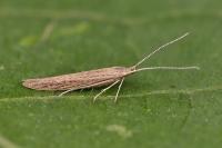 Coleophora saxicolella