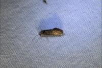 Eriocrania
