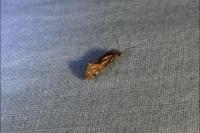Eriocrania