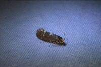 Incurvaria