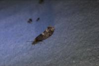 Incurvaria