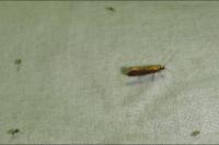 Roeslerstammia erxlebella