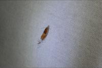 Ancylis mitterbacheriana