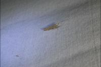 Coleophora