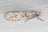 Diurnea fagella