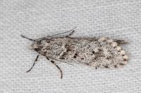 Diurnea fagella