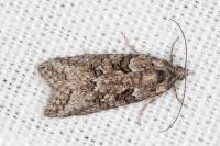Cnephasia