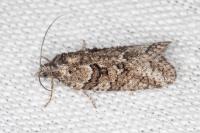 Cnephasia