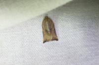 Archips podana