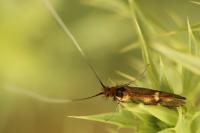 Nemophora raddaella