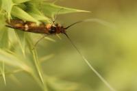 Nemophora raddaella