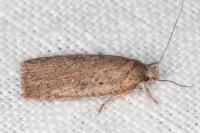 Agonopterix scopariella