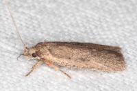 Agonopterix scopariella