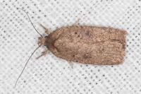 Agonopterix scopariella