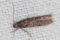 Neotelphusa cisti