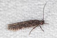 Neotelphusa cisti