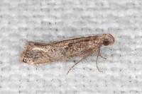 Acrolepiopsis vesperella