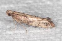 Acrolepiopsis vesperella