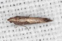 Acrolepiopsis vesperella
