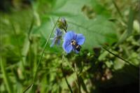 Cauchas fibulella