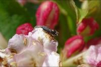 Glyphipterix simpliciella