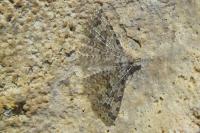 Alucita hexadactyla/bidentata