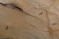 Alucita hexadactyla/bidentata