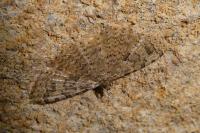 Alucita hexadactyla/bidentata