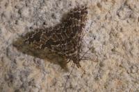 Alucita huebneri