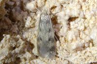 Borkhausenia nefrax