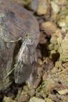 Borkhausenia nefrax