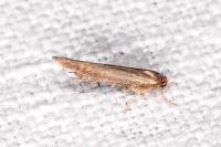 Zelleria hepariella