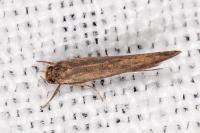 Zelleria hepariella