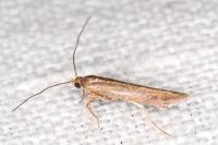 Zelleria hepariella