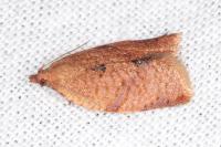 Clepsis consimilana