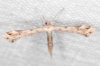 Stenoptilodes taprobanes