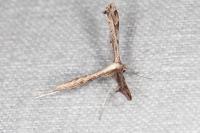 Stenoptilodes taprobanes
