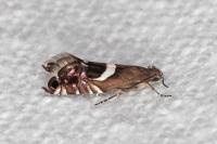 Glyphipterix umbilici