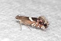 Glyphipterix umbilici