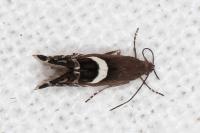 Glyphipterix umbilici
