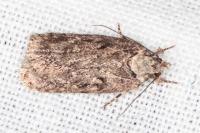 Depressaria artemisiae