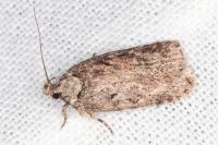 Depressaria artemisiae