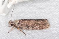 Depressaria artemisiae